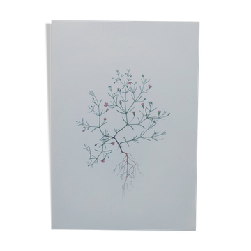 Vintage botanical print from 1978 - Baby's Breath - wild plant