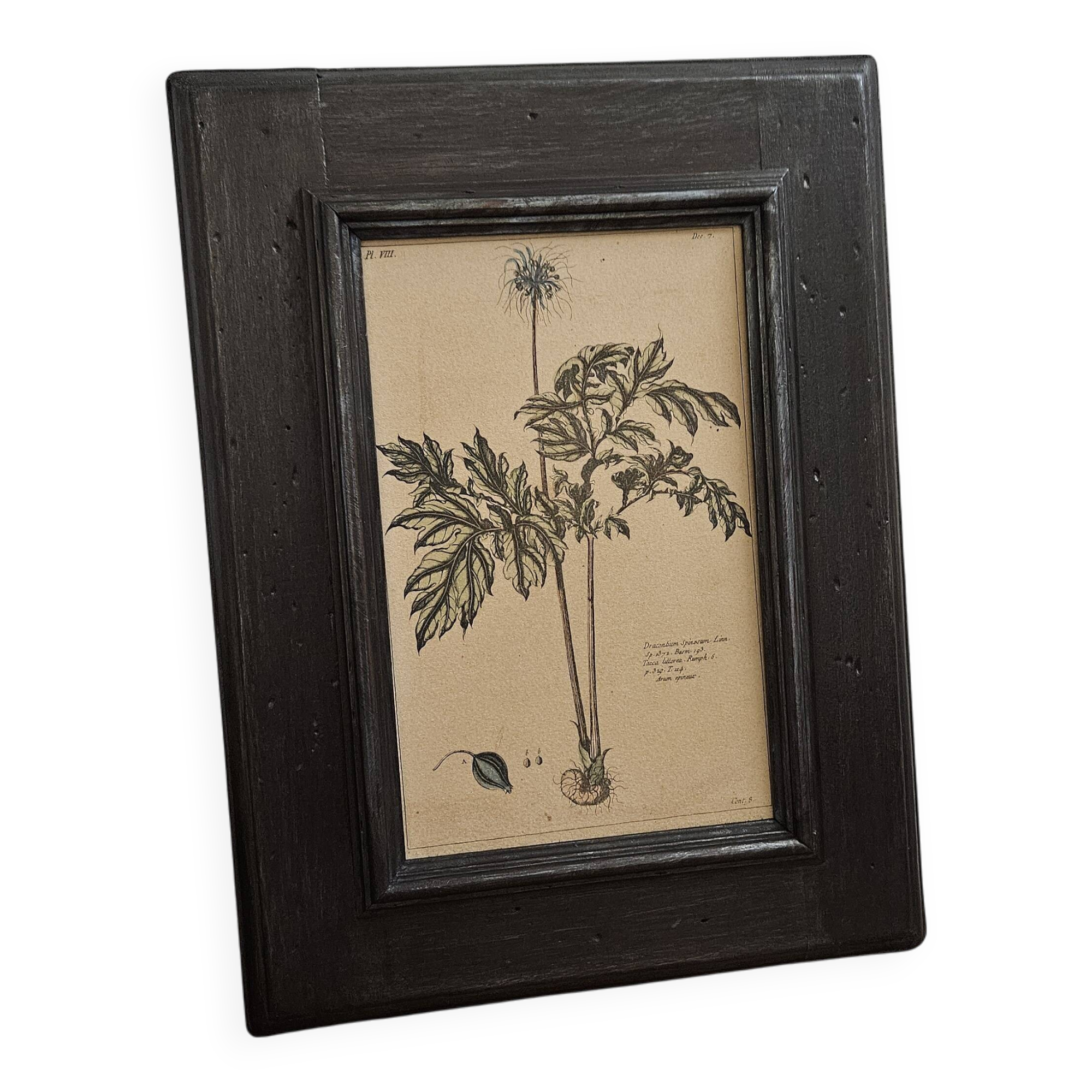 Framed botanical board frame