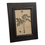 Framed botanical board frame