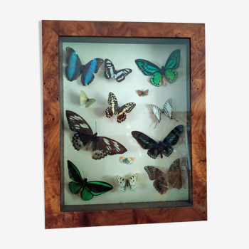 Papillons en vitrine