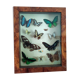 Papillons en vitrine
