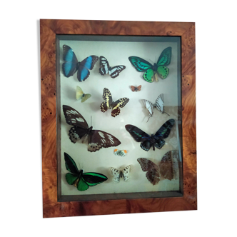 butterflies in the window