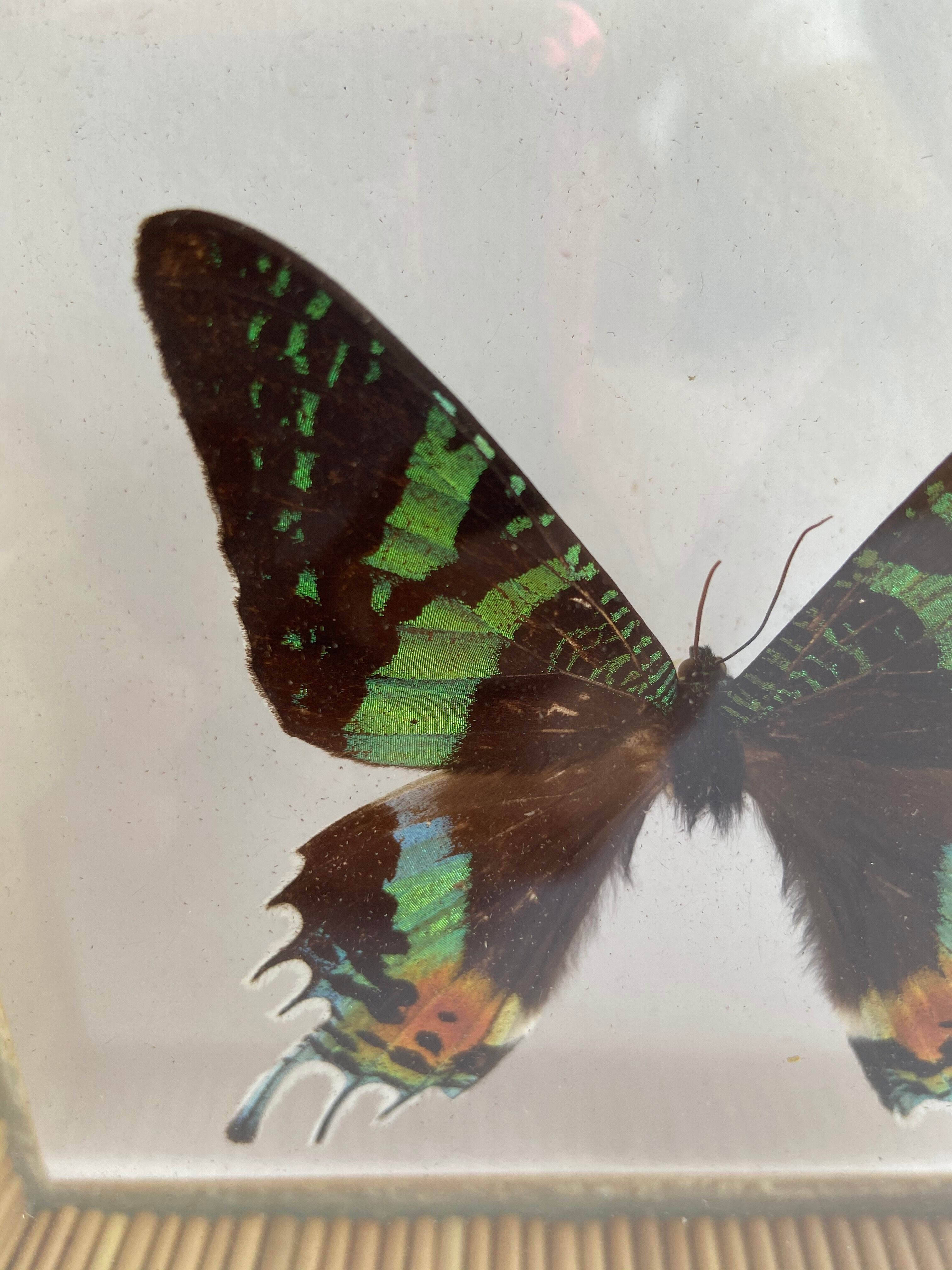 Naturalized framed butterfly