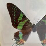 Naturalized framed butterfly