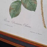 Botanical Rose Lithograph