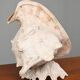 Vintage Shell Lamp