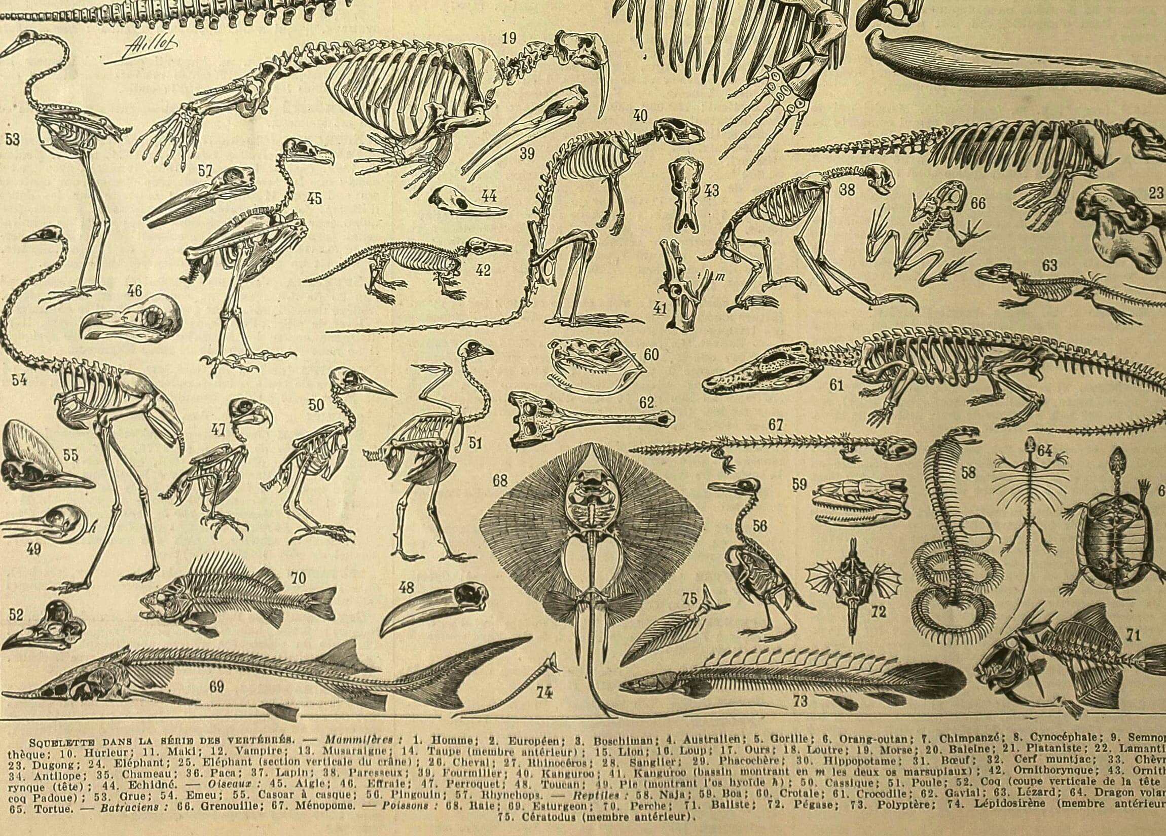 Antique lithograph 1928 A. Millot - Animal skeletons, anatomy