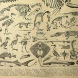 Lithographie ancienne 1928 A. Millot - Squelettes d'animaux, anatomie