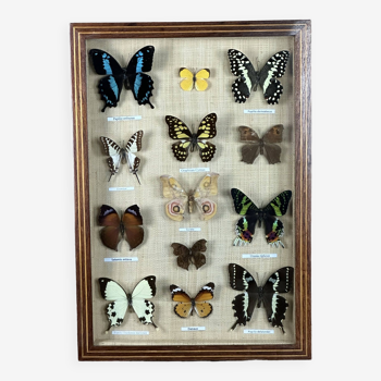 Old entomological frame butterflies 13 species