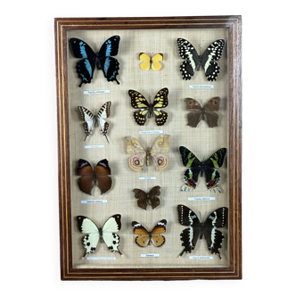 Cadre ancien entomologique papillons 13 espèces