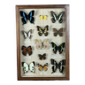 Old entomological frame butterflies 13 species