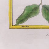 Gravure tableau merle huppé  oiseau  XVIII ème, F. Martinet