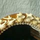 Mirror to be placed in wood and shell