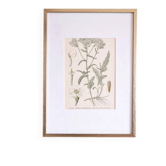 Botany under frame Yarrow