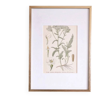 Botanique sous cadre Achillée millefeuilles
