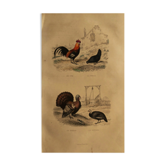 Planche ornithologique Buffon 1838