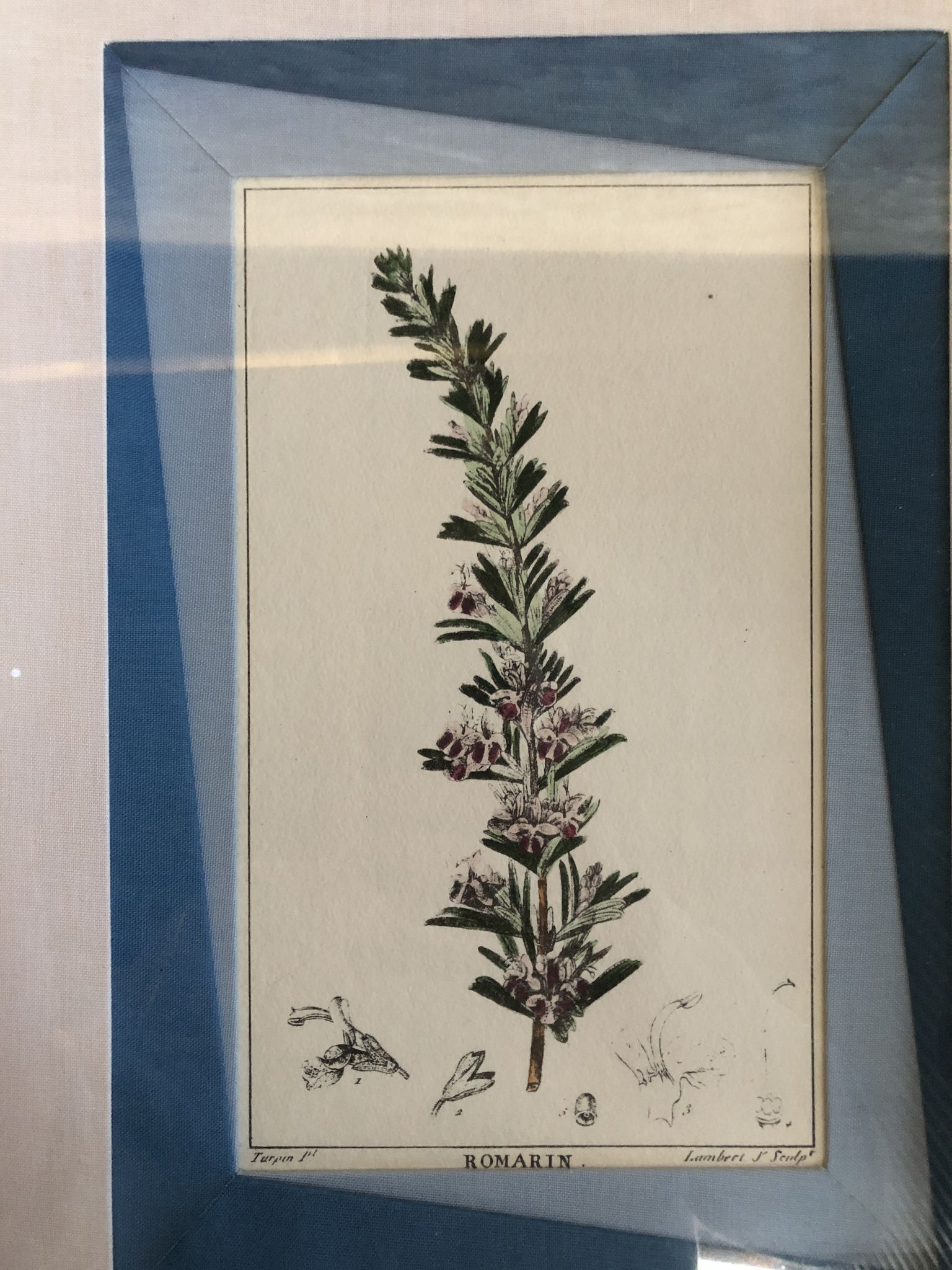 Old botanical board romarin