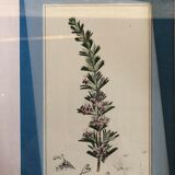 Old botanical board romarin