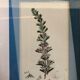 Old botanical board romarin