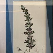 Old botanical board romarin