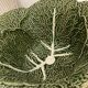 Cabbage barbotine salad bowl