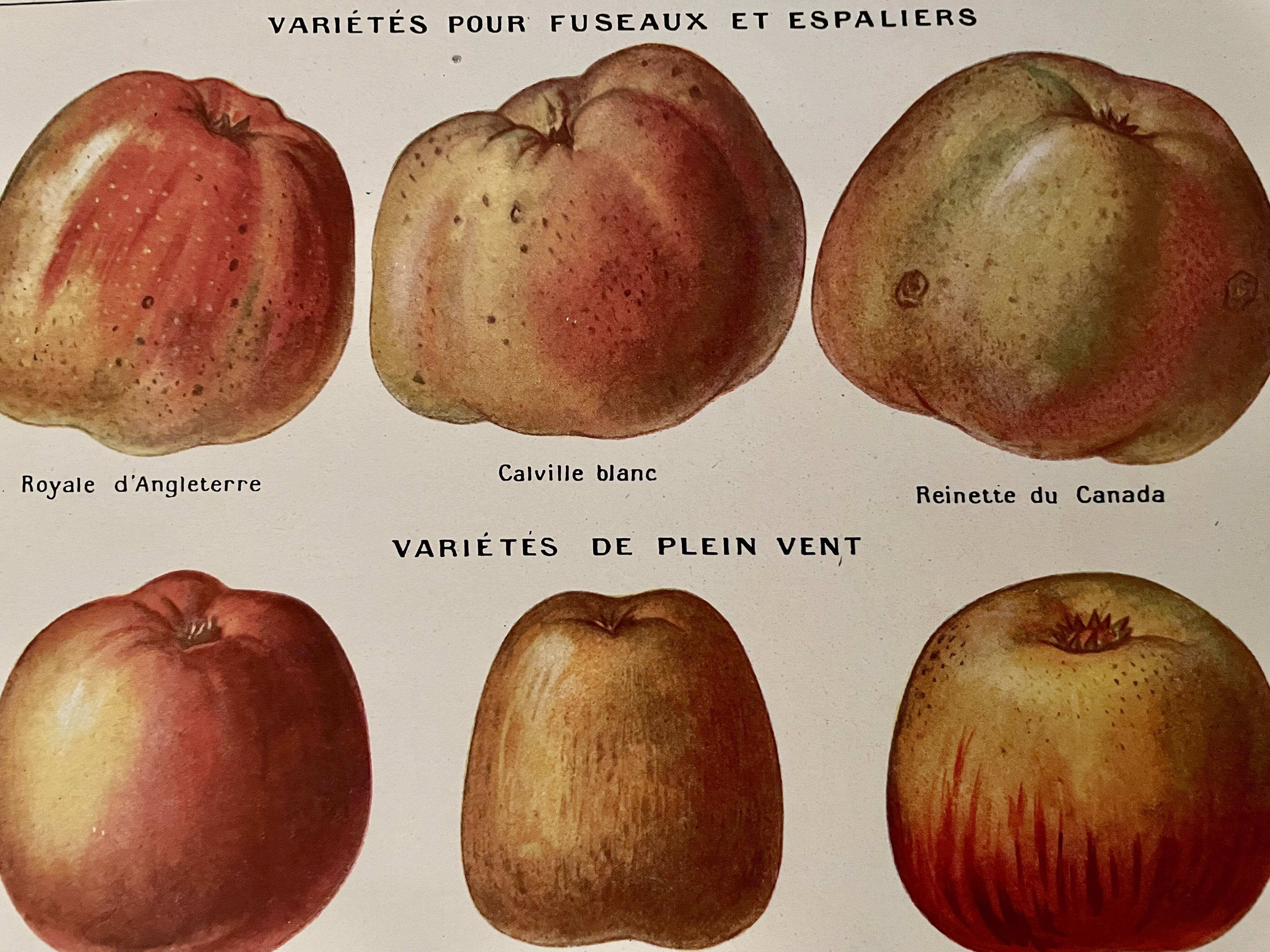 Lithograph on apples - 1920