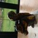Vintage squirrel table lamp 1950