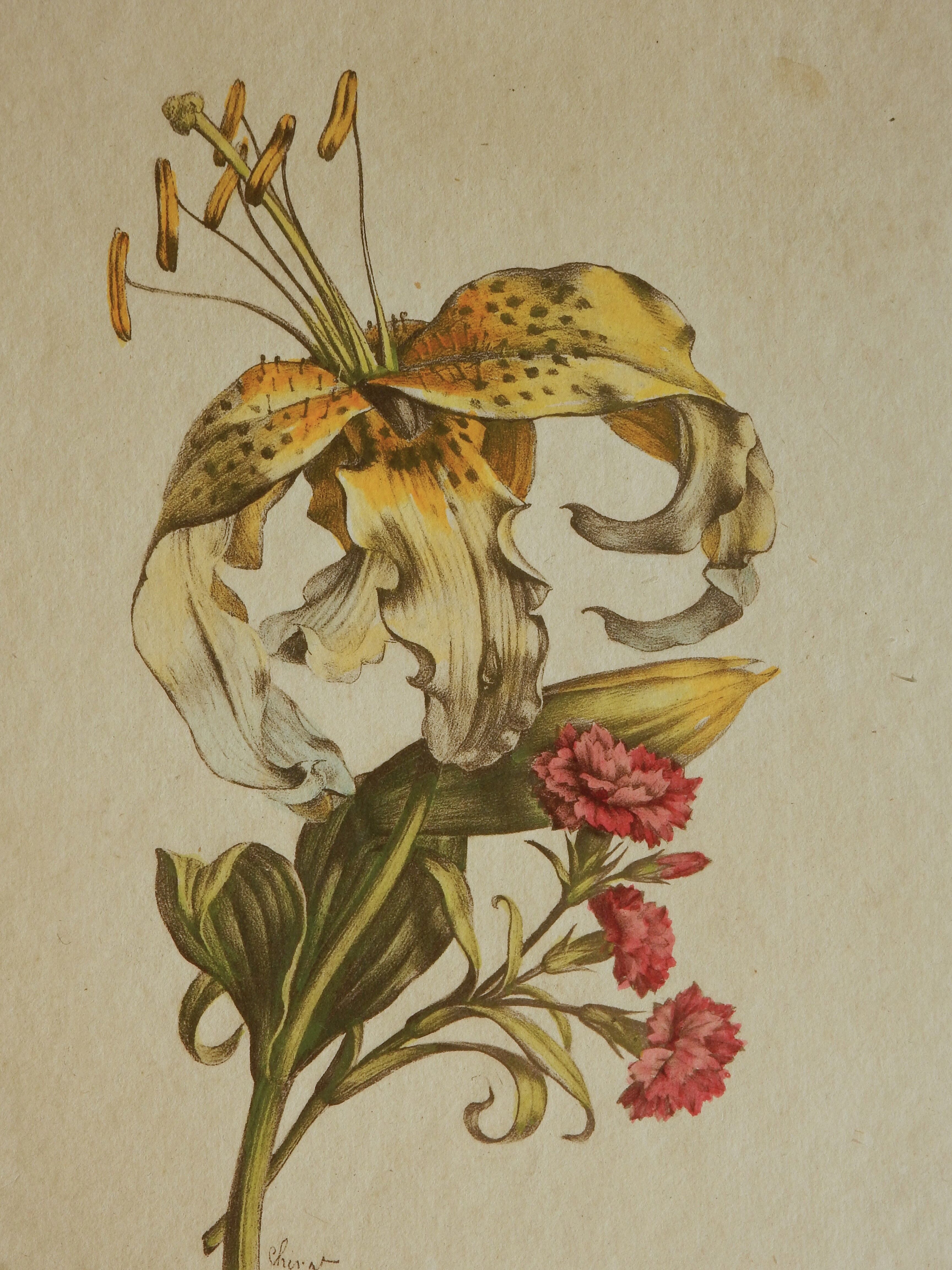 Planche botanique Lys jaune et oeillets du poète roses