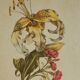 Planche botanique Lys jaune et oeillets du poète roses