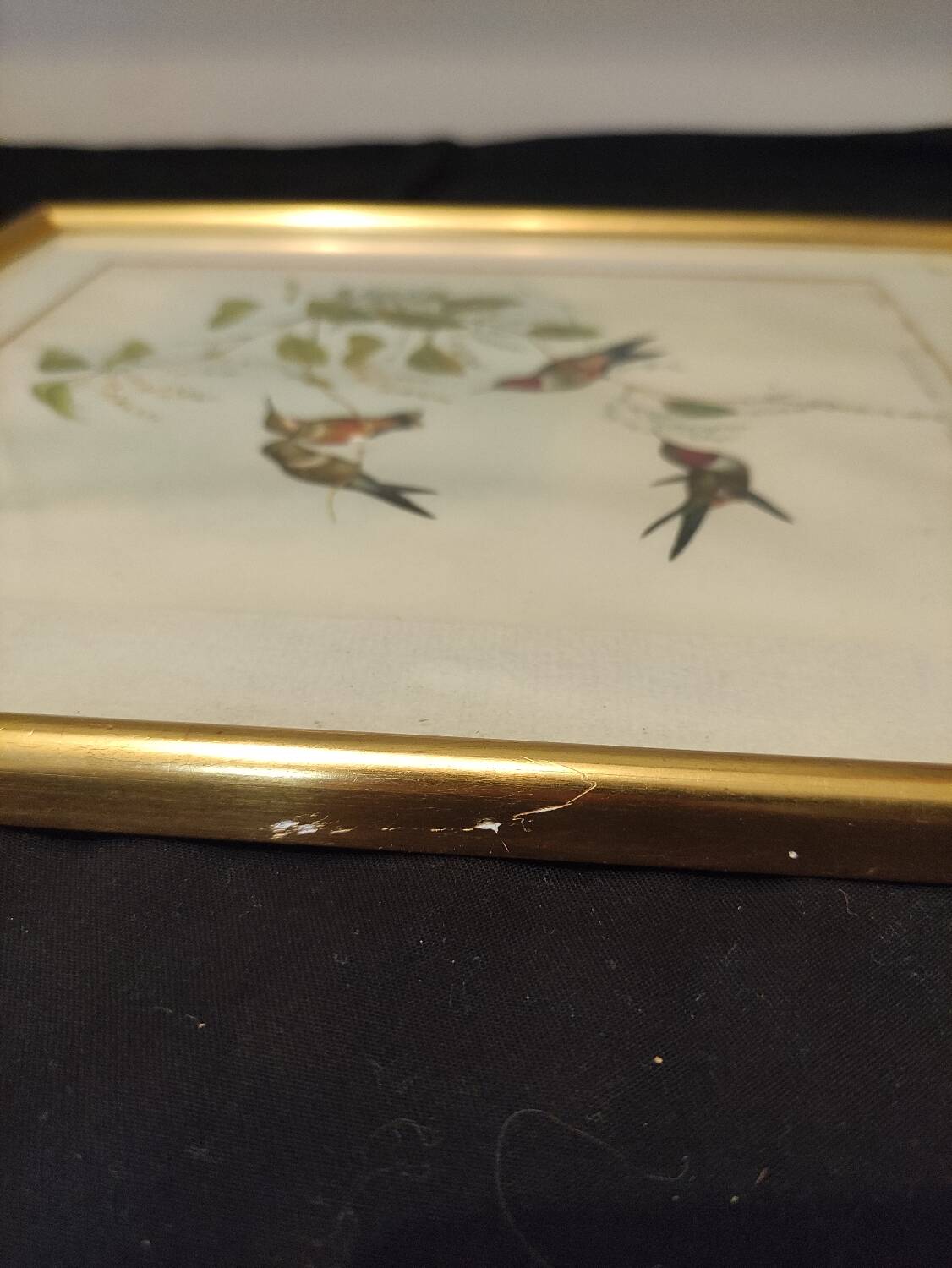 Old framed bird engraving