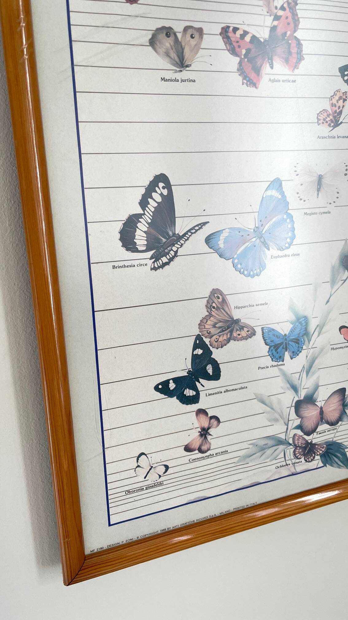 TABLEAU Display BUTTERFLY Italy Vintage