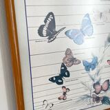 TABLEAU Display BUTTERFLY Italy Vintage