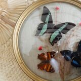 Domed frame with stuffed butterflies
