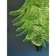 Italian Green Felci Murano Glass Chandelier Green by Simoeng for Simoeng