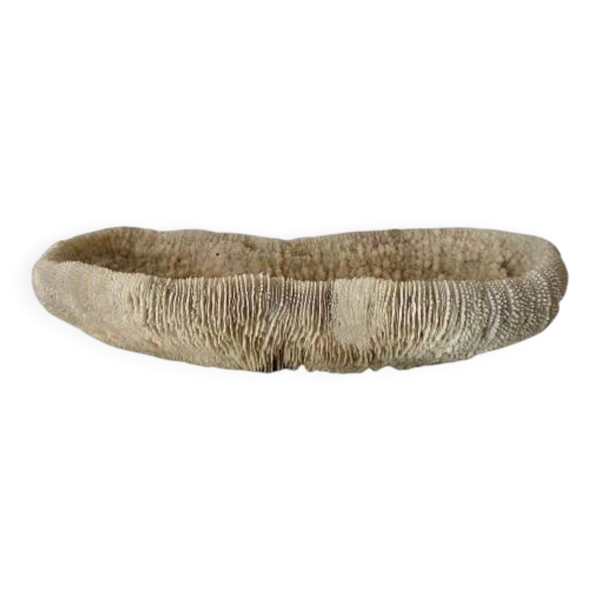 Grand corail ''coussin de requin'' 39cm — Beyit
