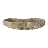 Large "shark cushion" coral 39cm