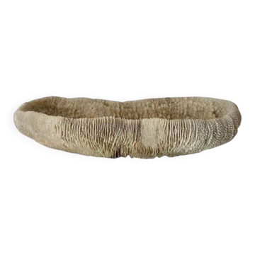 Large "shark cushion" coral 39cm