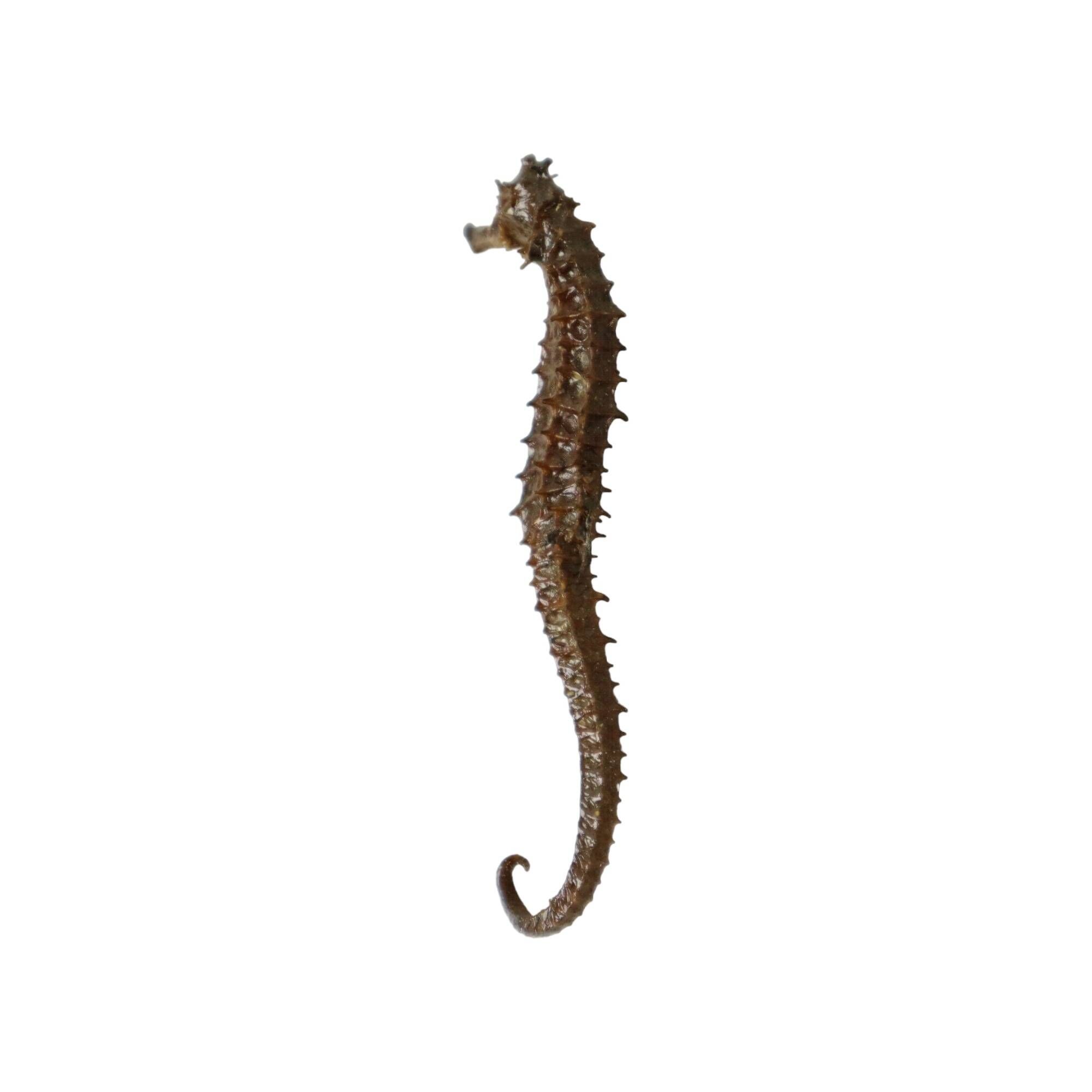 Seahorse taxidermy skeleton dehydrated hippocampus rare collector's item