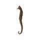 Seahorse taxidermy skeleton dehydrated hippocampus rare collector's item