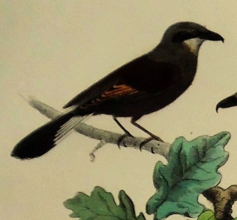 Buffon 1838 - ornithological board