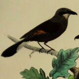 Buffon 1838 - ornithological board