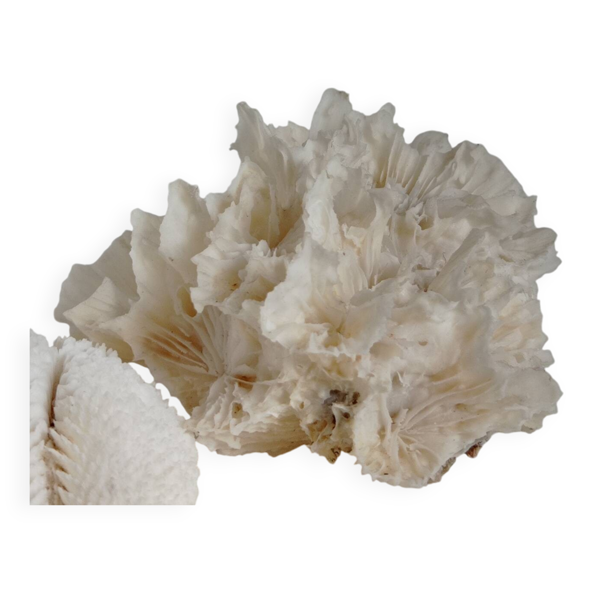 Corail dentelé vintage