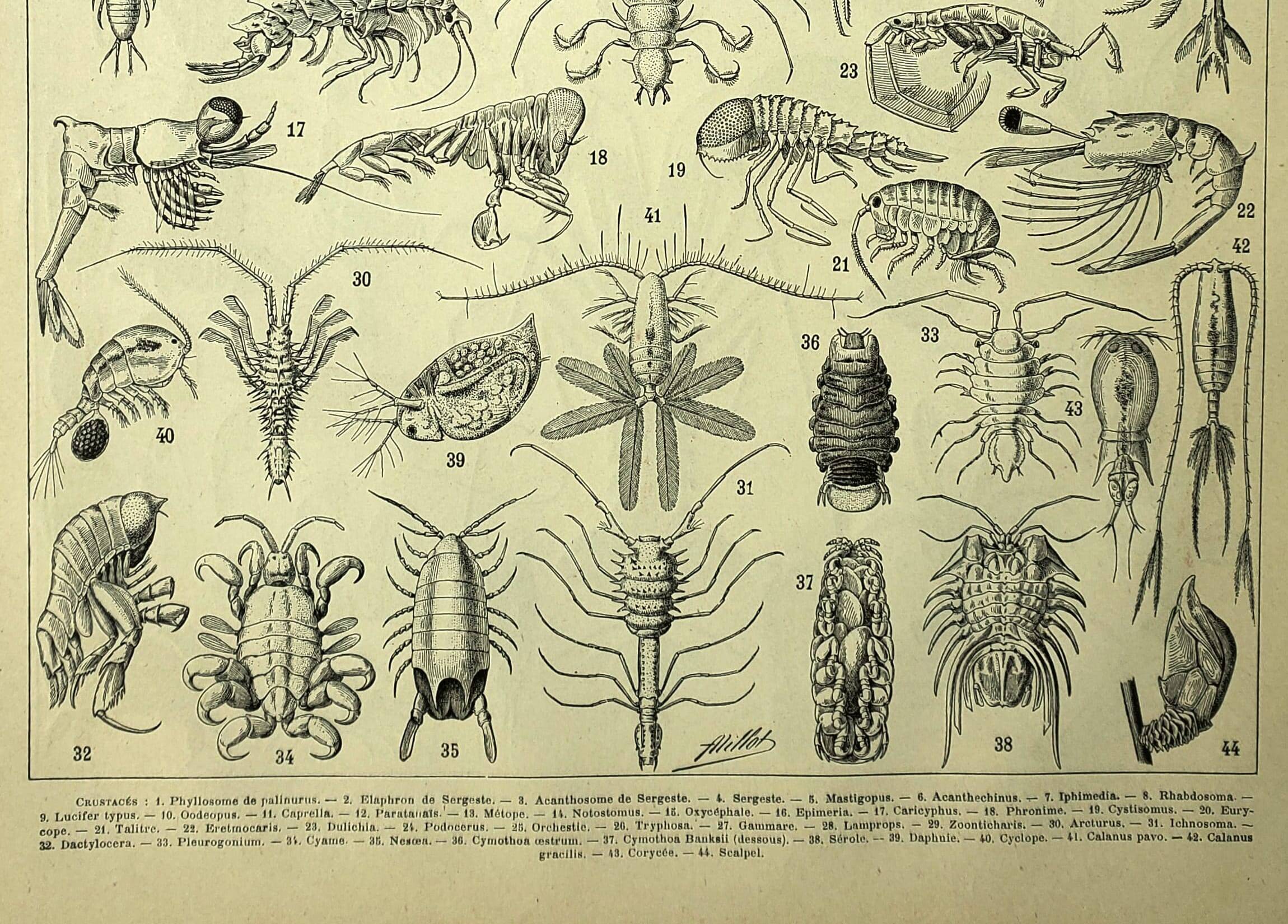 Old engraving 1928 - Crustaceans (2) by A. Millot. Plate Beach, ocean