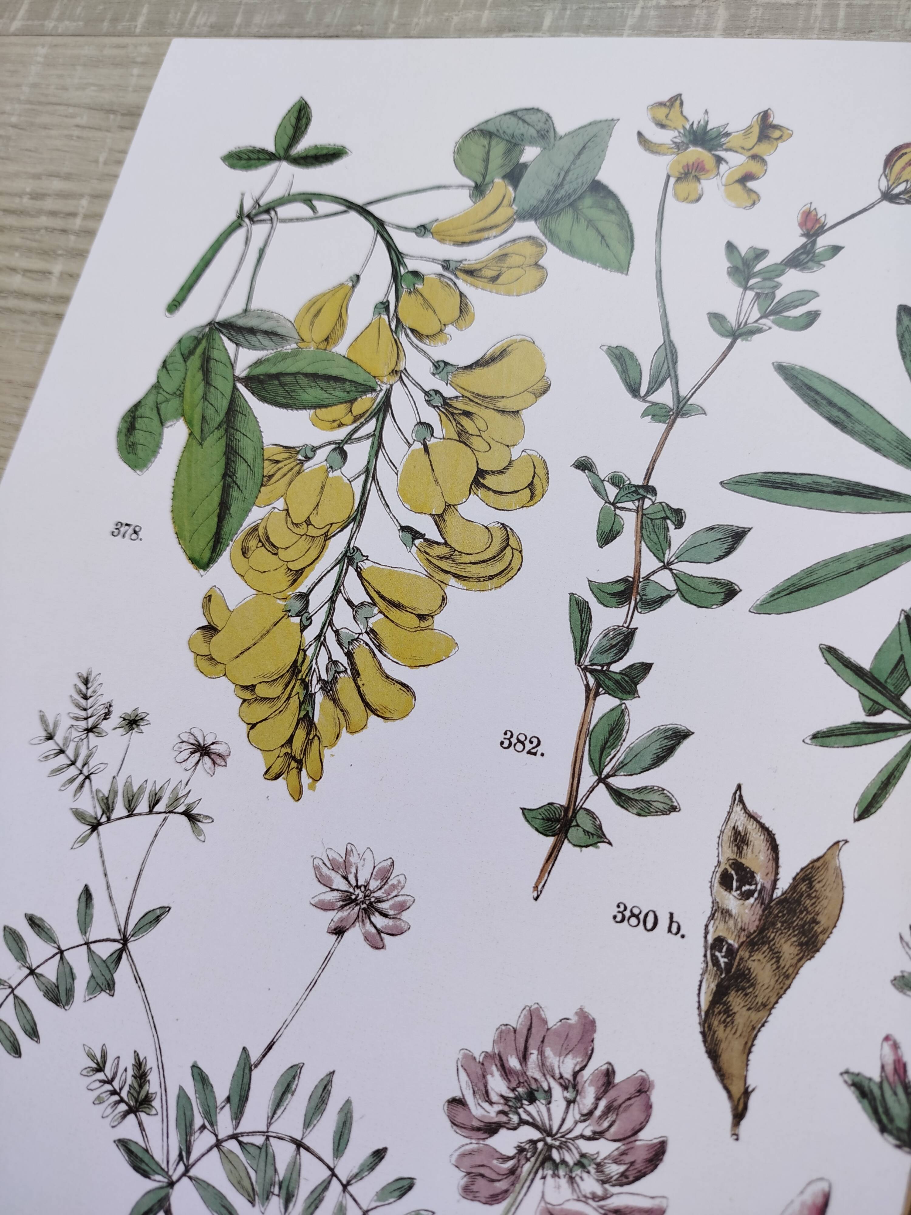Plant poster, based on an 1881 engraving 'lupin'
