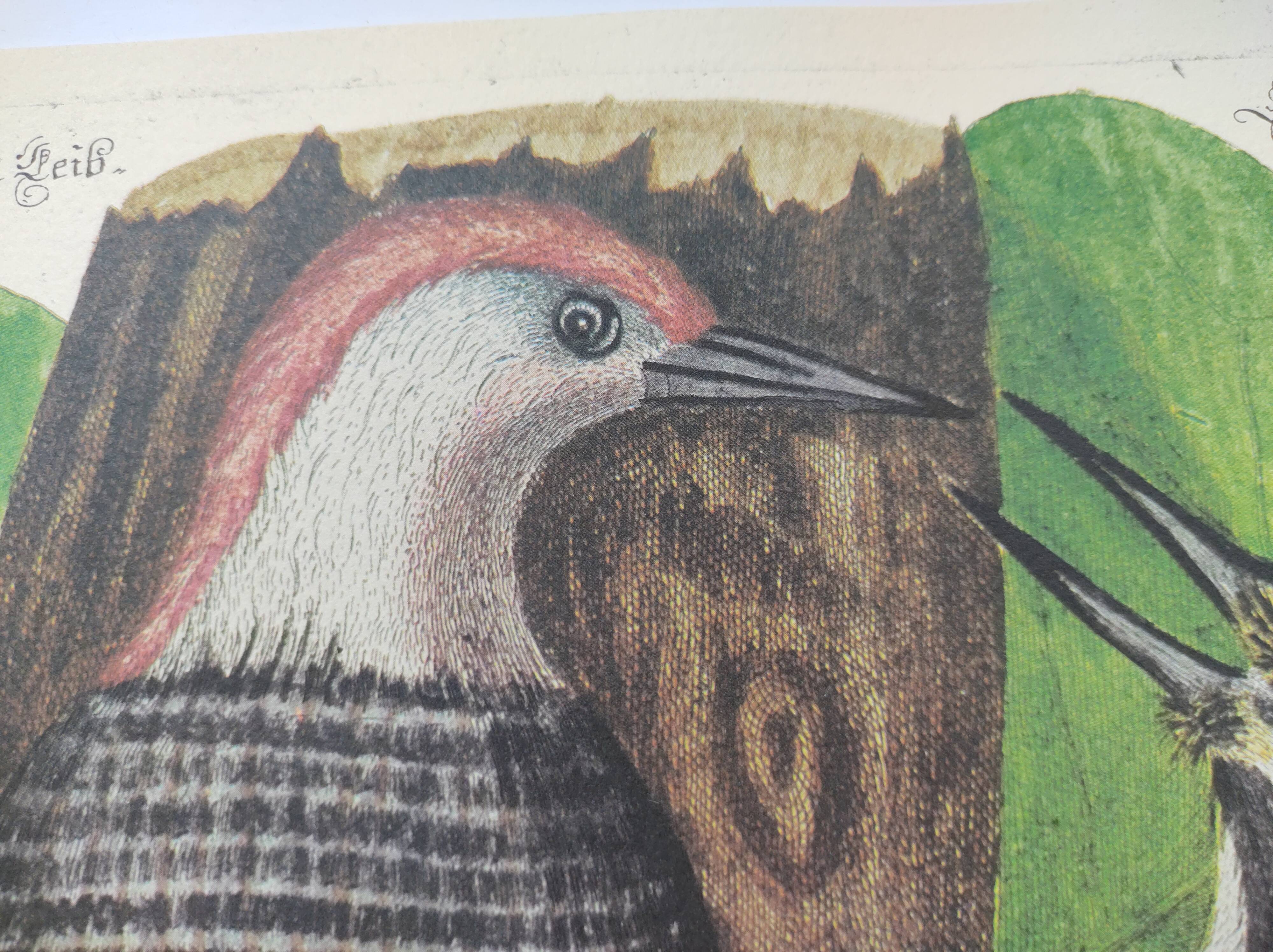 Old bird board - Woodpecker & Woodpecker - Ornithological and zoological engraving by Seligmann & Catesby