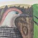 Old bird board - Woodpecker & Woodpecker - Ornithological and zoological engraving by Seligmann & Catesby