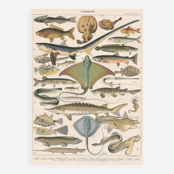 Lithograph plate fish 1900