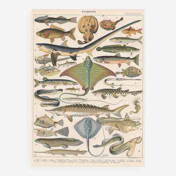 Planche lithographie les poissons 1900