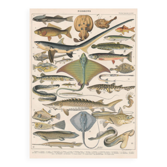 Planche lithographie les poissons 1900