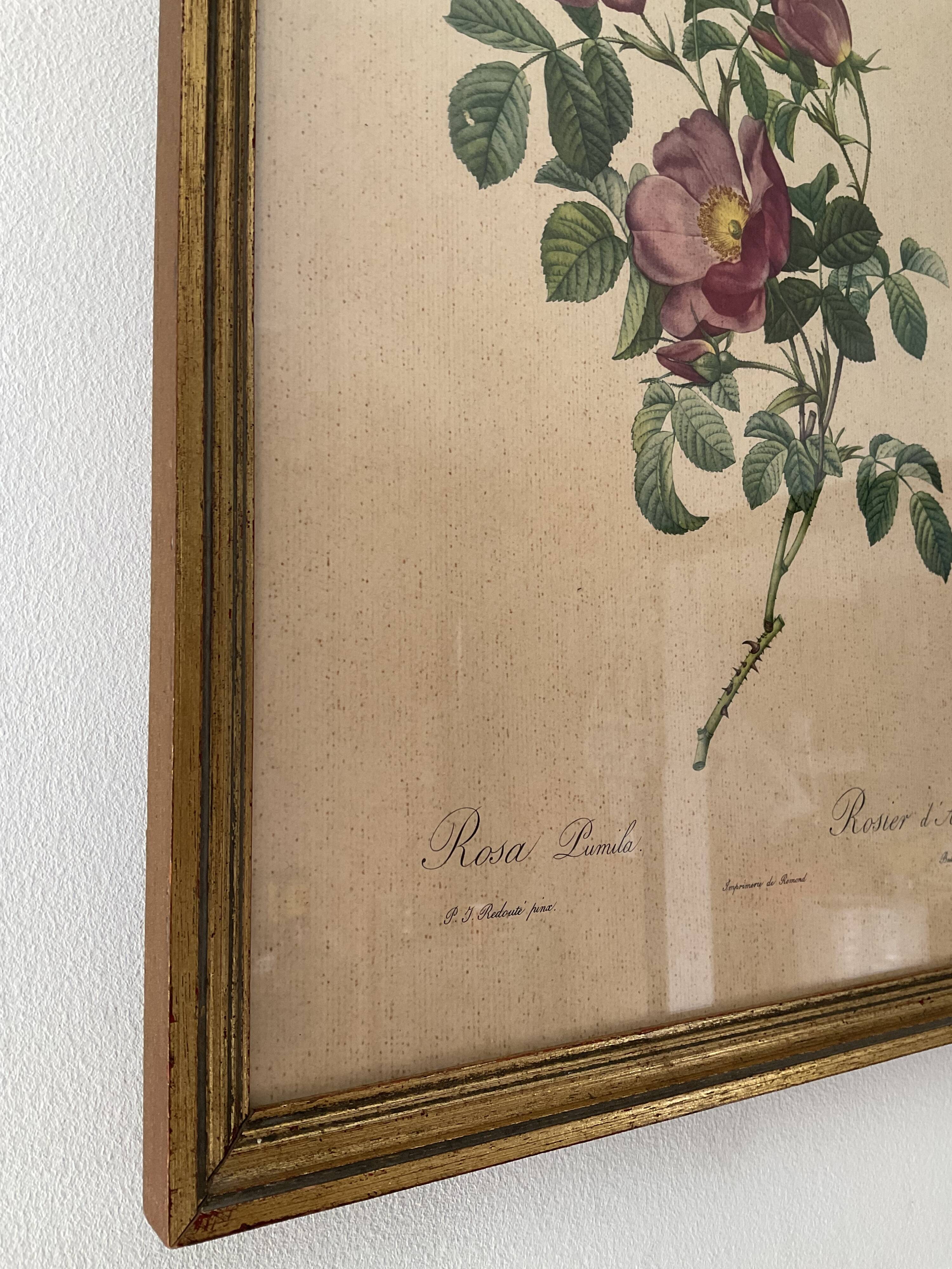 Vintage frame botanical illustration "Rosier d'amour" by Redouté